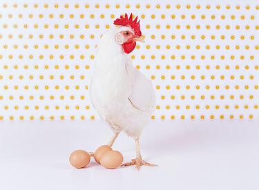 chicken_and_egg-1