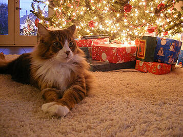 Cozy Christmas Cat