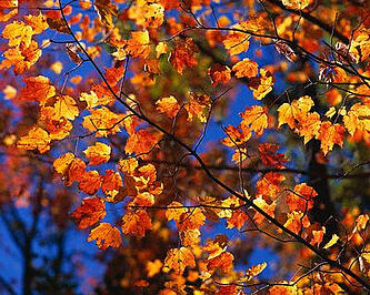 Autumn Leaves by Zest-pk