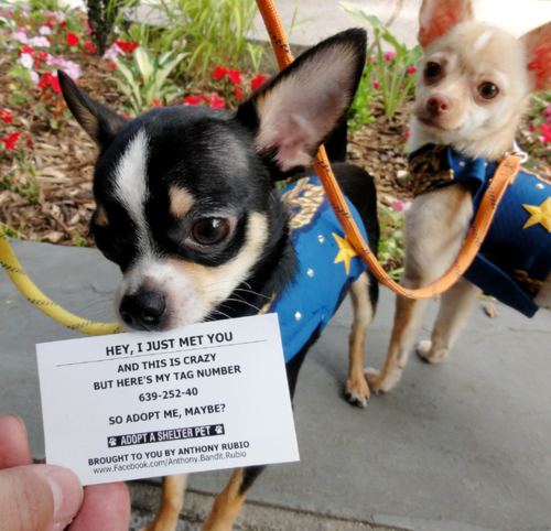 10 Popular Memes Masquerading as Marketing Campaigns