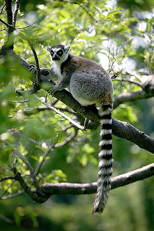 lemur tail