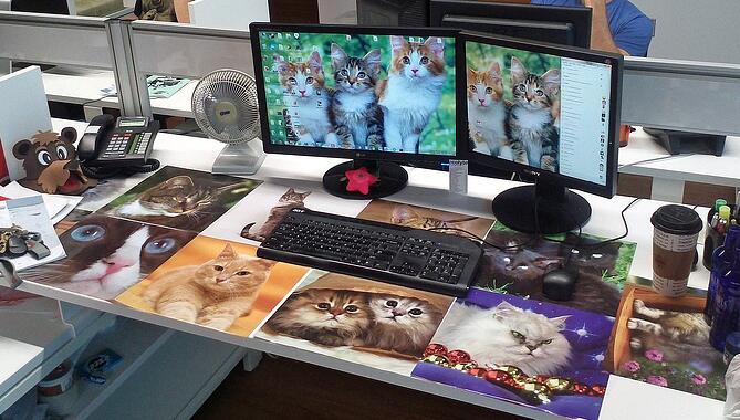 pictures of cats on computer desktop and papered across desk