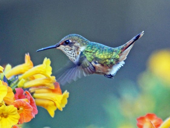 What the New Hummingbird SEO Algorithm Means for Your Ecommerce Business