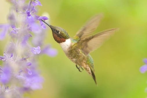 hummingbird-algorithm