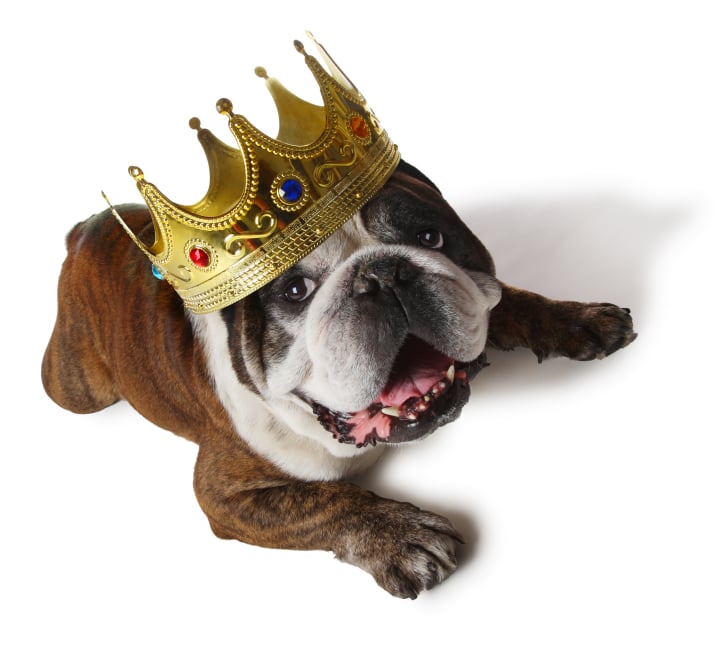 dog_with_crown