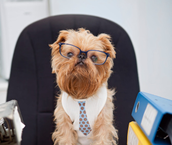 accountant_dog