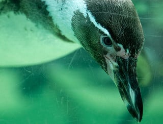 A HubSpot Customer Reacts to Penguin [Customer Story]