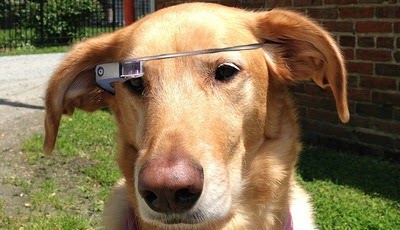 dog-google-glass