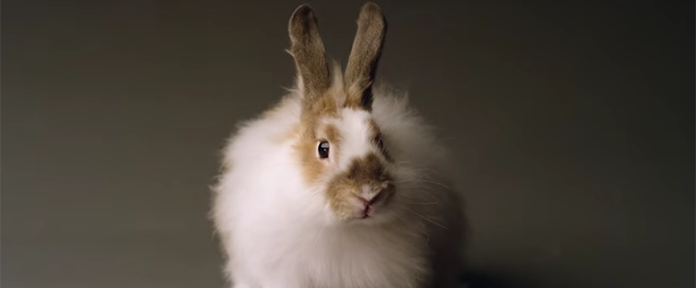 rabbit-ads.png