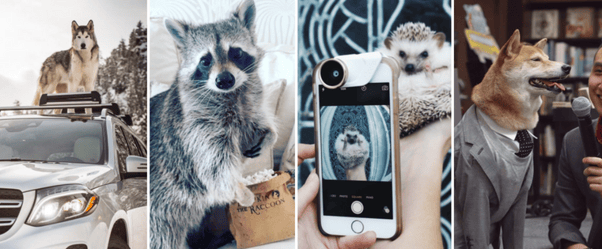 Animal Influencers: The Stories Behind 11 Famous Pets on Instagram
