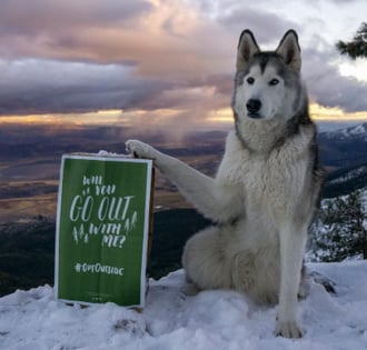 Animal Influencers The Stories Behind 11 Famous Pets On