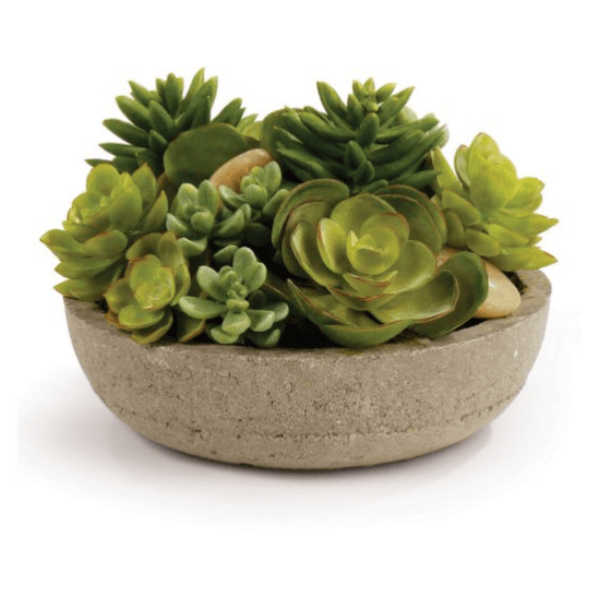 corporate gifts for clients: succulents