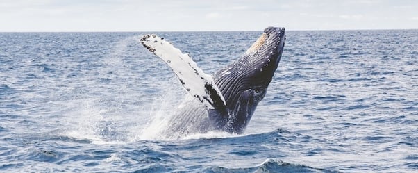 4 Techniques for Landing Your Sales Whale
