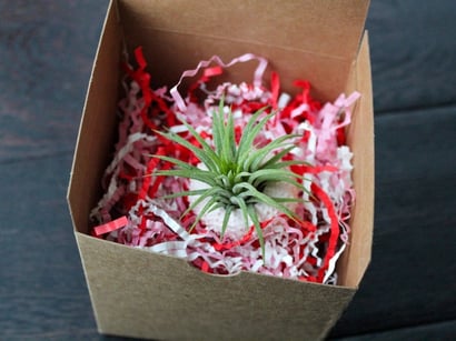 plant-o-gram in a box