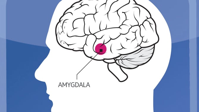 Amygdala.jpg