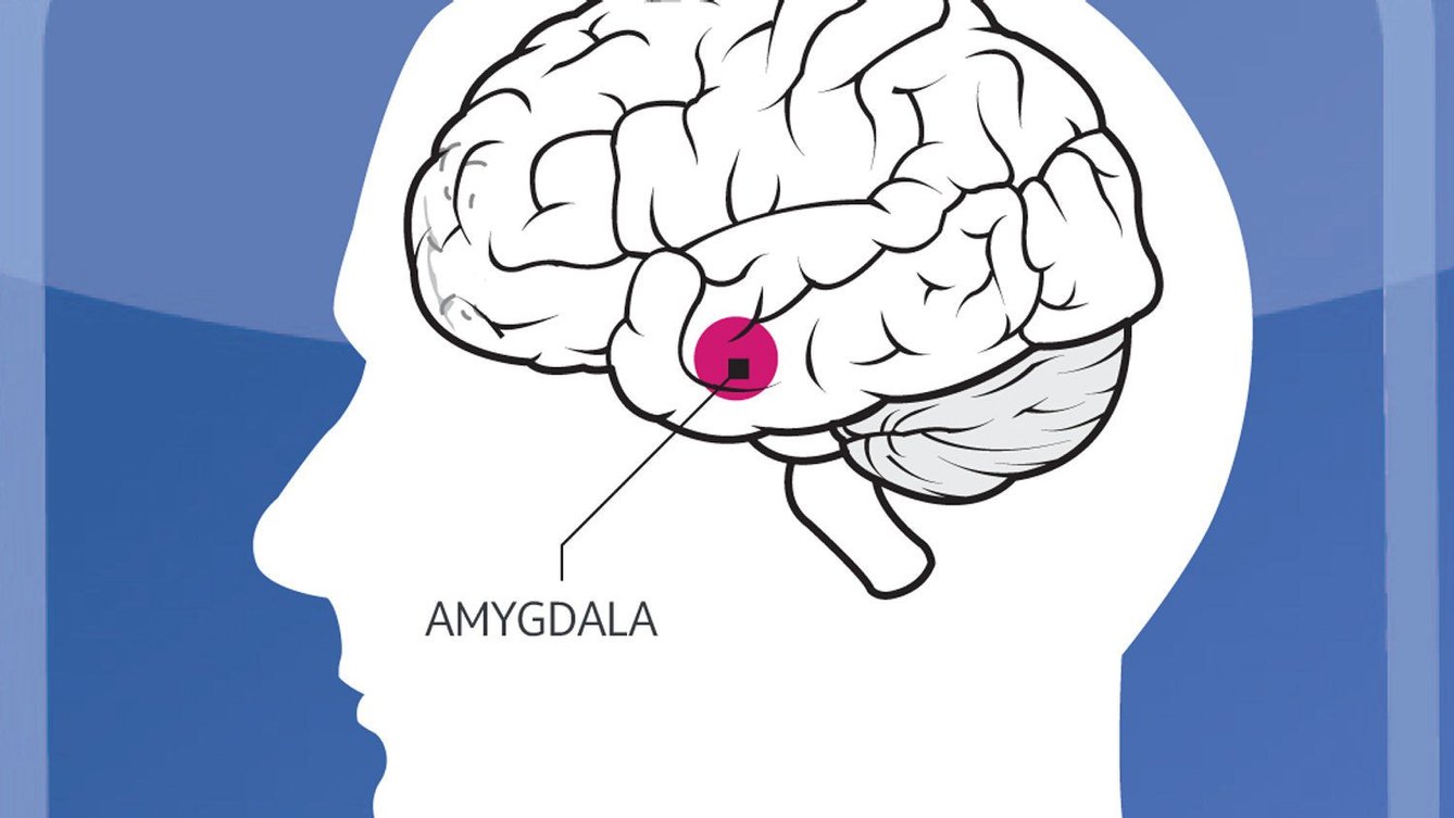 Мозг остановился. Строение мозга Амигдала. Амигдала миндалевидное тело. Гипоталамус и миндалевидное тело.