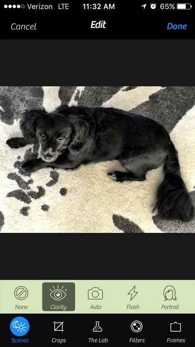 Sharpened picture of black dog using Camera+ photo editing app