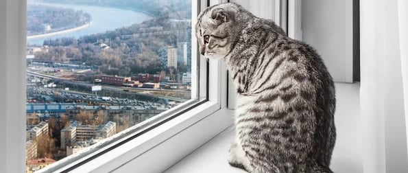how to be more curious: image shows cat looking out window