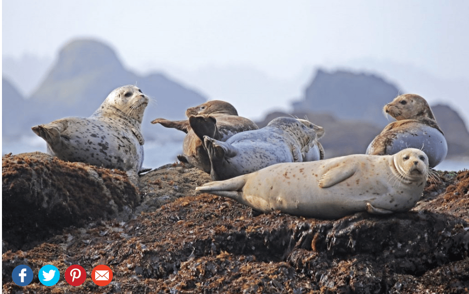 Four social buttons displayed in the bottom left corner of a photo of seals using the Envira Gallery plugin
