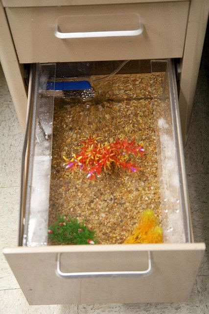 Office prank with desk drawer filled with water and fish