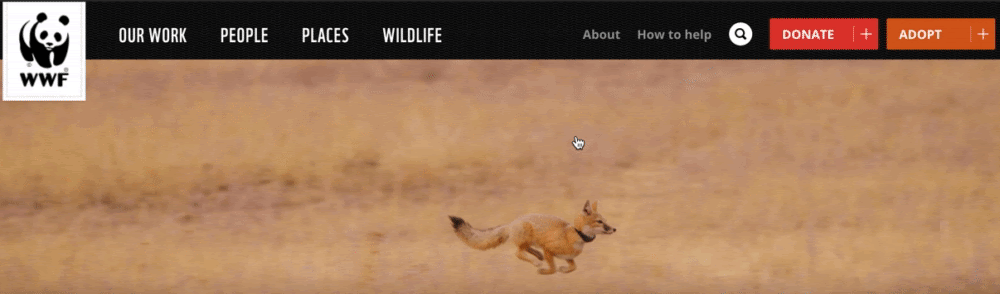 an example of search bar design on the WWF website