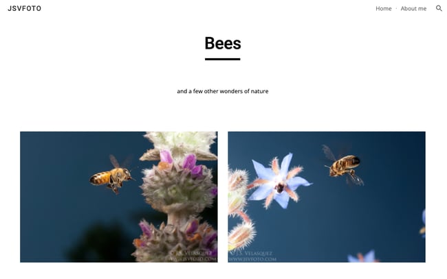 Meilleurs exemples de sites Google : Section des abeilles du site JSVFOTO