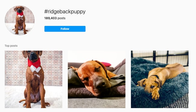 Alternatives to Buying Instagram Followers: Using Niche Hashtags