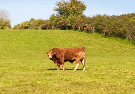 bull in center of field, symmetrical design example