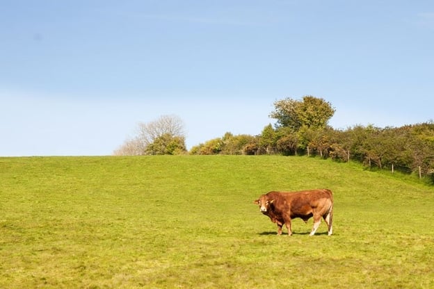 bull towards right of field, asymmetrical and an example of rule of thirds
