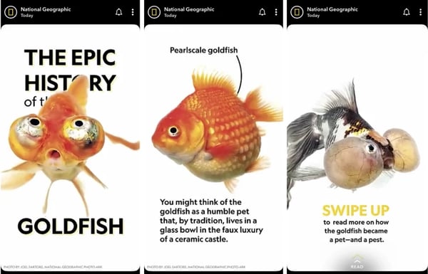 National Geographic Snapchat Discover Story