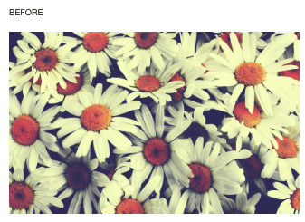 Page Pipe's Daisy Test shows what a JPEG stock photo looks like when uploaded without an optimization plugin