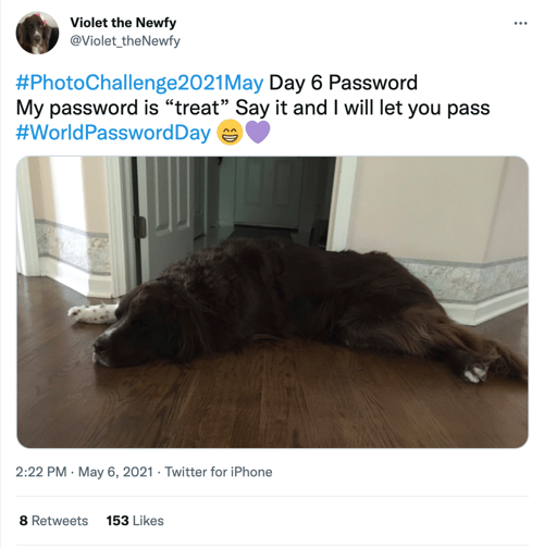 Violet Newfound World Password Day Social Media Sixth Tweet.