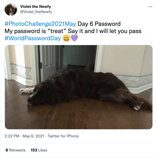 violet the Newfy world password day social media holiday tweet