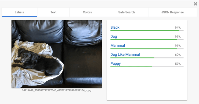 Google image API test - black dog on black couch.