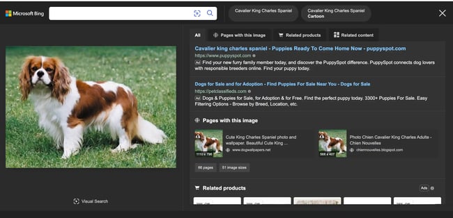 how to reverse image search: cavalier king charles spaniel reverse image search on bing 