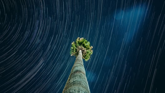 Stars streaking above a stationary palm tree