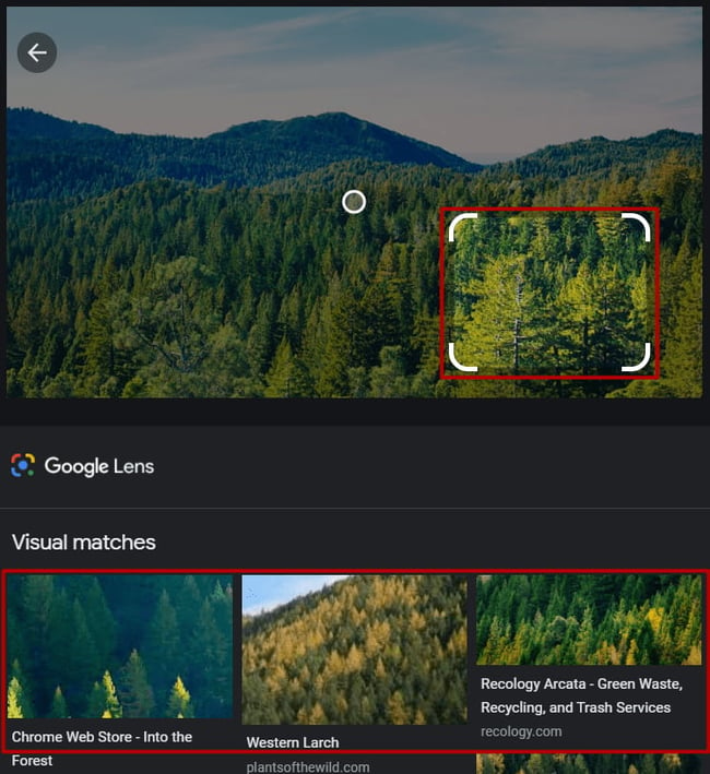 Using Google Lens to source similar images to treeline of an image