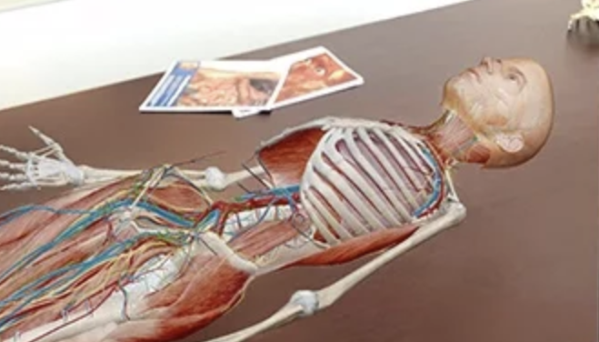 augmented reality essential anatomy