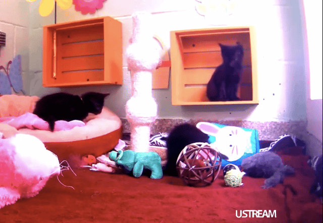USTREAM of cats from Animal Planet's kitten and puppy cam