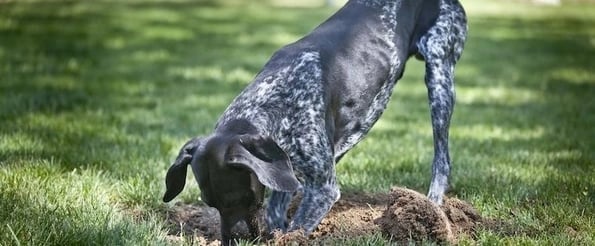 questions to uncover prospects' needs in the sales process: image shows dog digging a hole