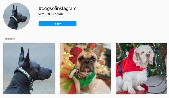 Alternatives to Buying Instagram Followers: Using Hashtags