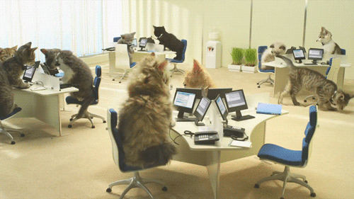 Cats working in a customer service call center.