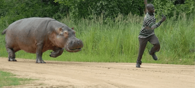 chased by hippo