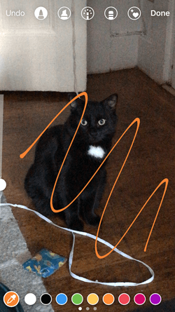 Orange pen added to Instagram Story of a black cat