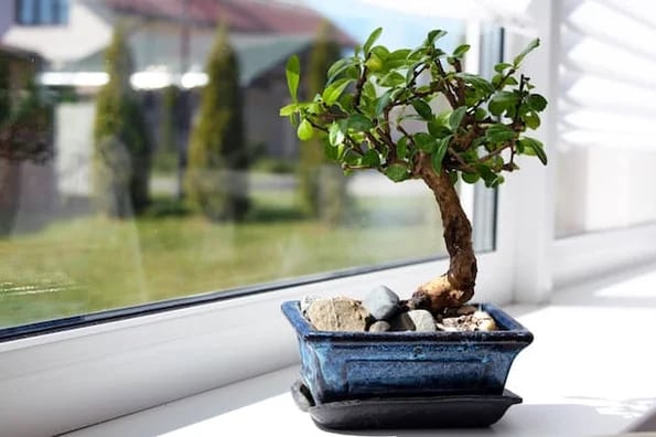 bonsai tree in window showing compressed image