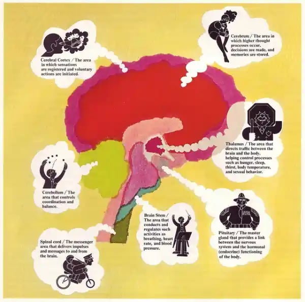 Functions of the brain by 50 Watts