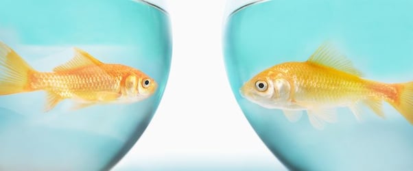 The Goldfish Conundrum: How to Create Content for Short Attention Spans