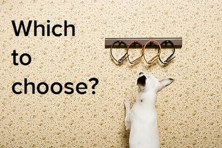 how to come up with strong blog topics for your business blog: image shows dog choosing between four collars