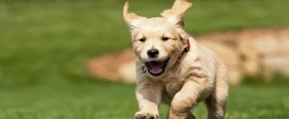 excited puppy running