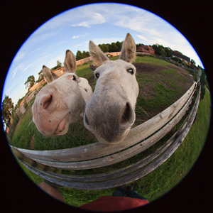 Horses looking into fisheye external lens attached to phone camera